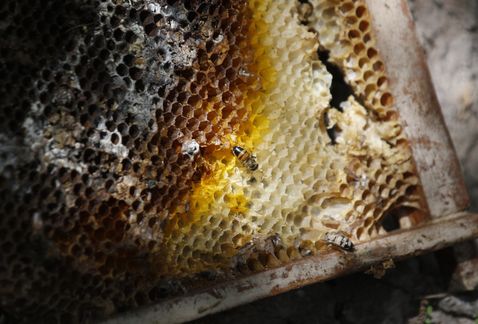 las-abejas-en-mexico-en-peligro-por-los-neonicotinoides-1