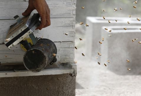 las-abejas-en-mexico-en-peligro-por-los-neonicotinoides-2